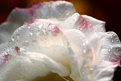 黑魂粉丝自制续作《黑暗之魂：黄昏》 明年1月推出